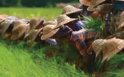 Myanmar Launched Good Agricultural Practices (GAP) Protocol
