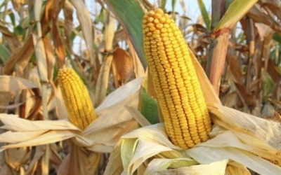Stine Seed enters Chinese seed market