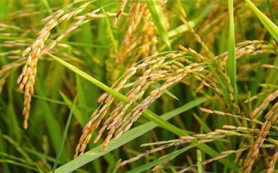 India: Seed dealers help speed up dissemination of stress-tolerant rice varieties