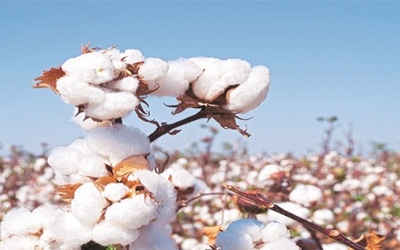 India Bt cotton doubled production and minimised harm by pest