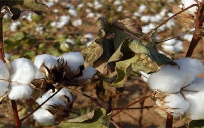 Indian cotton seed companies threaten supply halt over price cut