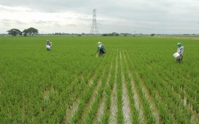 Philippine Rice Research Institute releases rice varieties that can withstand water-related stress