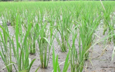 New Breeding Technologies successful to grow salt resistant crops