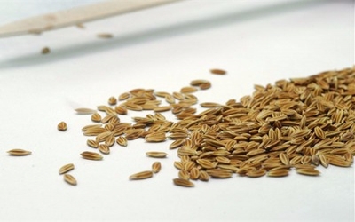Enhancing seed quality in Sri Lanka through improved drying and storage