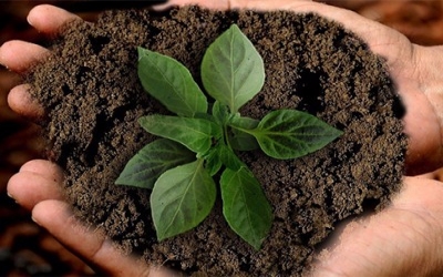 Newly discovered hormone helps keep plants from dehydrating