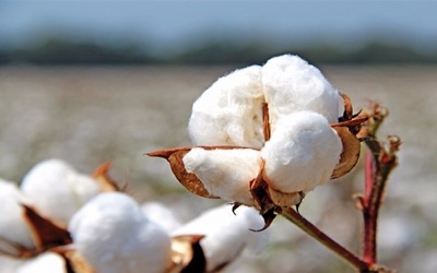 India seed bodies: R&D in agri-biotech to be hit after court order on Bt cotton patent