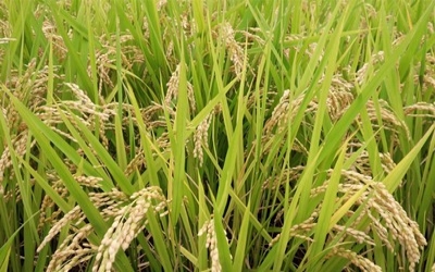 CRISPR-edited rice plants produce major boost in grain yield