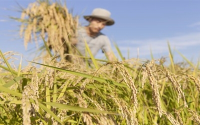 Increasing CO2 levels reduce rice's nutritional value