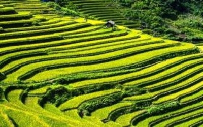 Indonesia's Agriculture Competitiveness