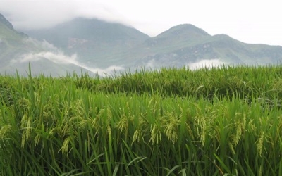 Chinese scientists successfully grow rice in Dubai desert