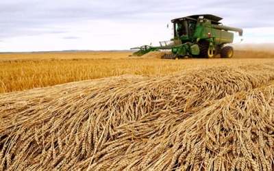Japan blocks Canadian wheat after unapproved GMO plants found in Alberta