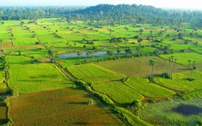 Overview of the Cambodian Rice Market - Challenges and the way forward