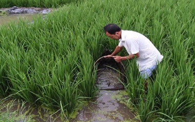 Rice fields in China double yields by 