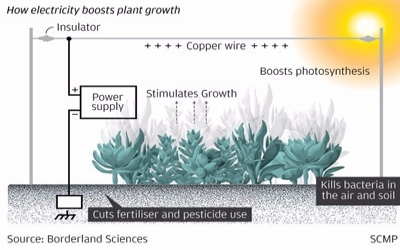 China is making its vegetables grow bigger, faster and stronger