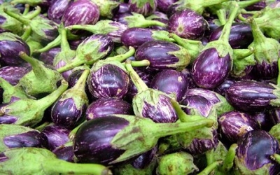 India Bt brinjal: Bangladesh's model not fit enough for adoption