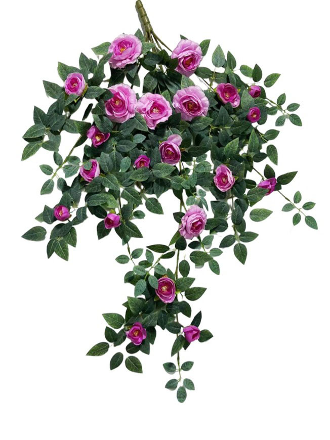 Hanging Plant 16