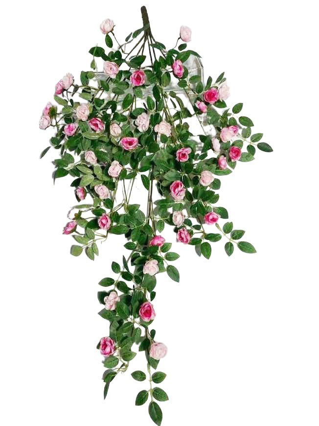 Hanging Plant 27 Hanging Plant 27