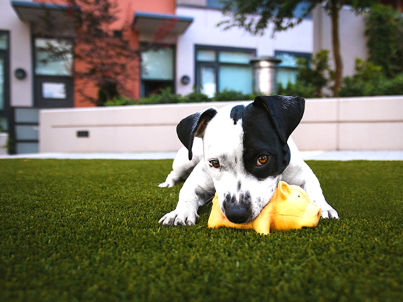 Enjoy your summer with Bellin-Cool Grass!