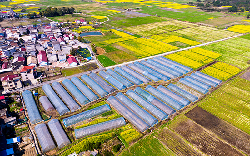Our company's greenhouse construction helps farmers increase their income and promotes rural industrial revitalization. Our company's greenhouse construction helps farmers increase their income and promotes rural industrial revitalization.