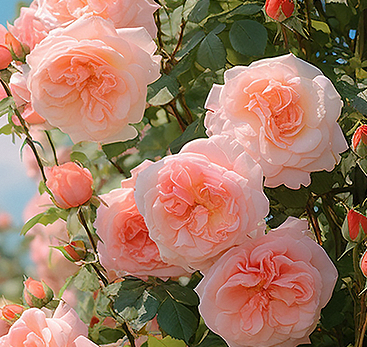 9060 UV Printer (10)