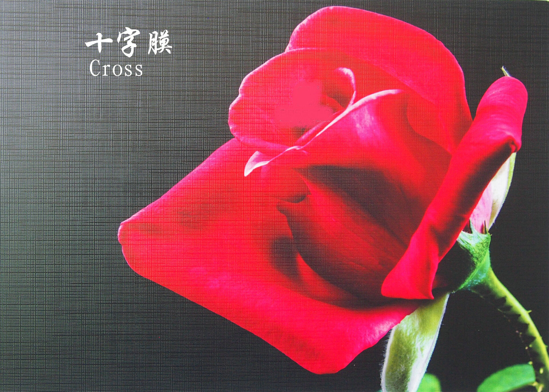 Cold Lamination Film