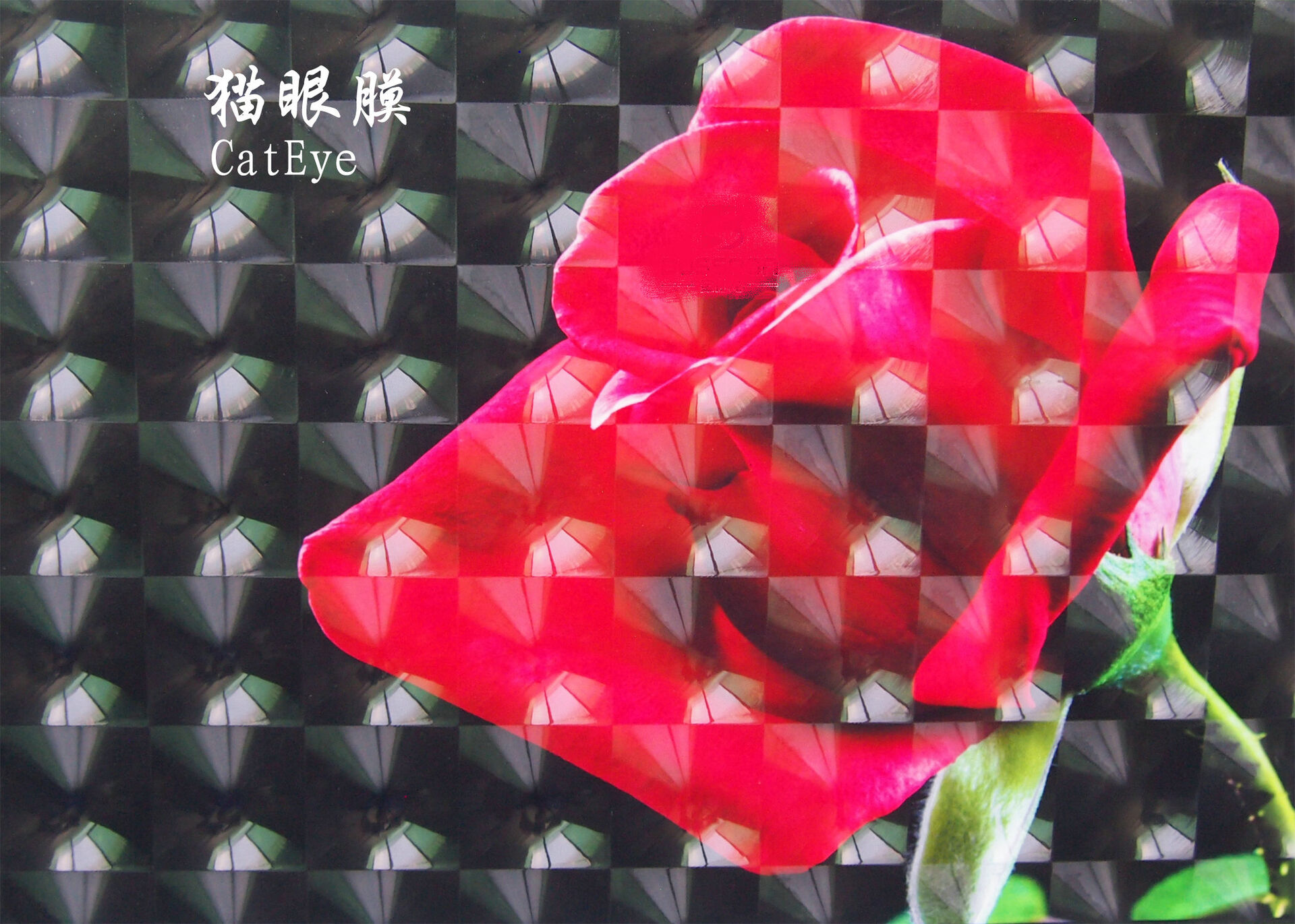 Cold Lamination Film