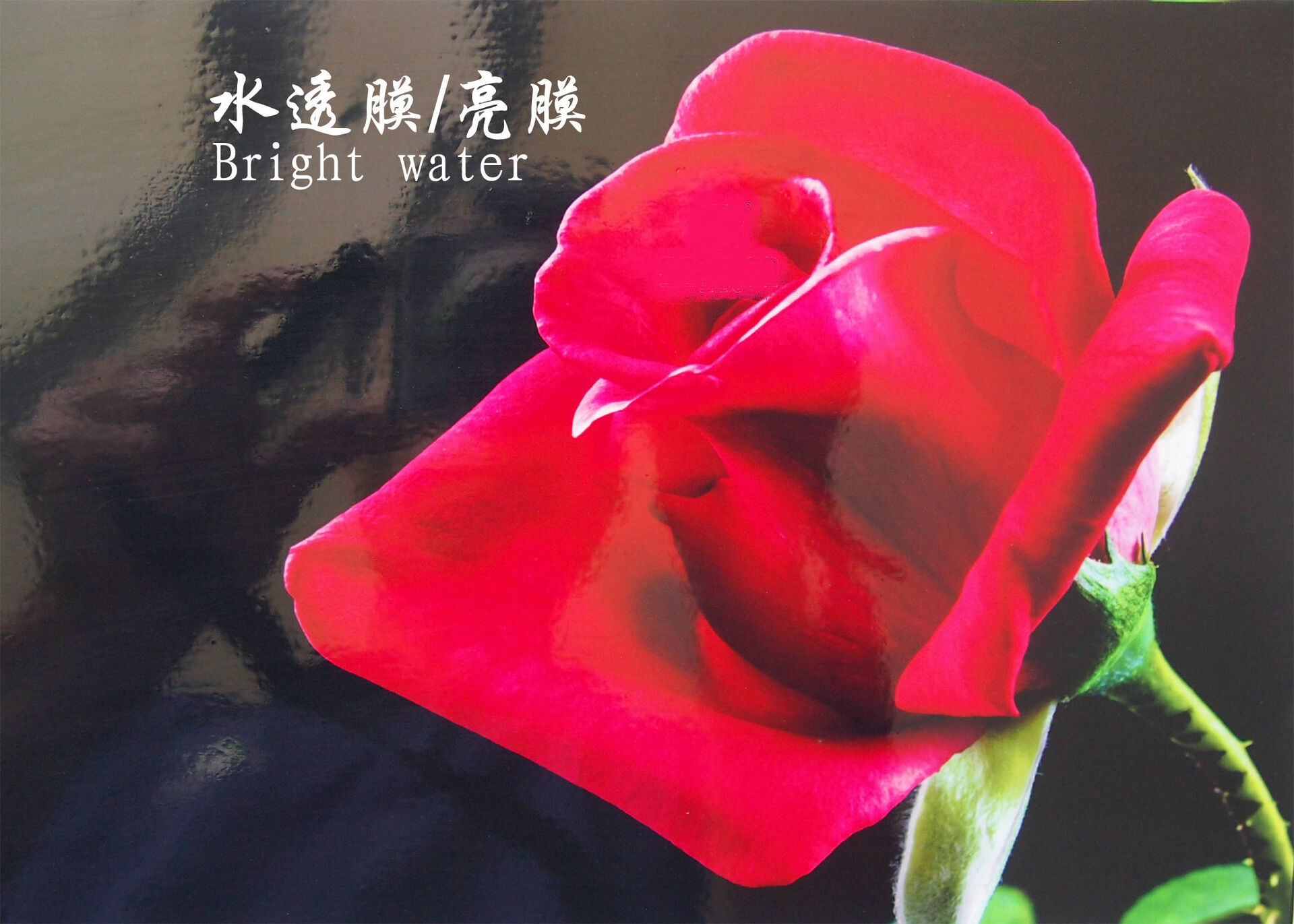 Cold Lamination Film