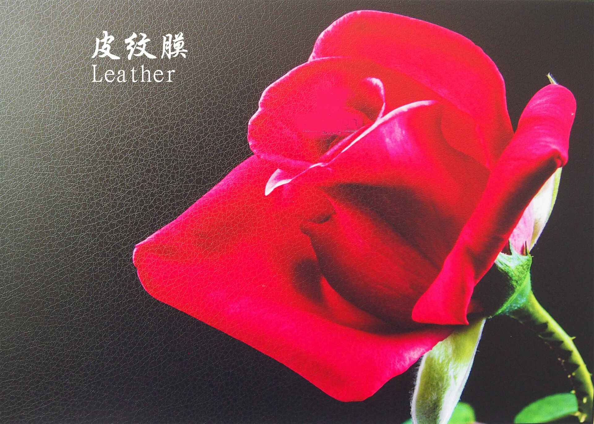 Cold Lamination Film