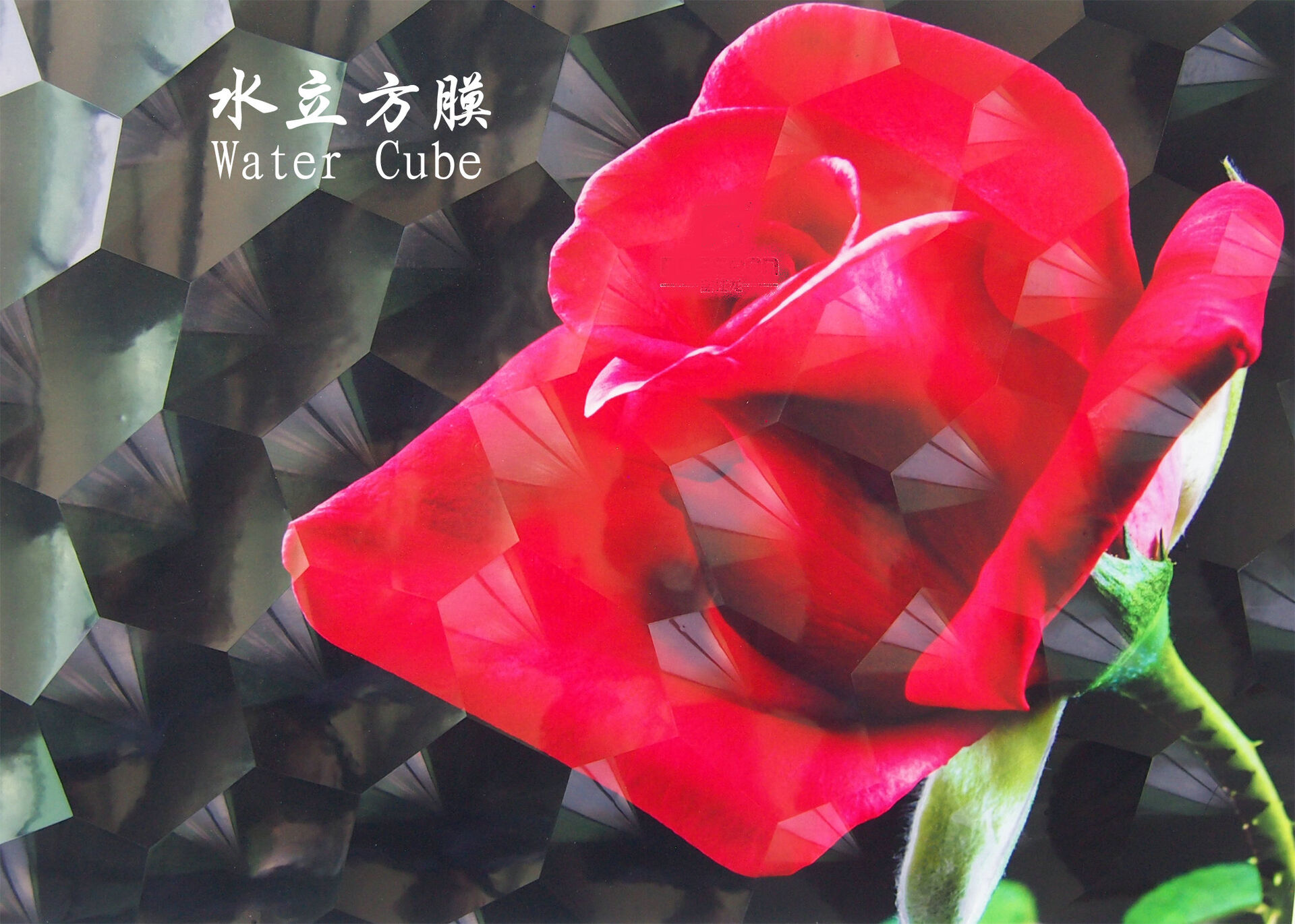 Cold Lamination Film