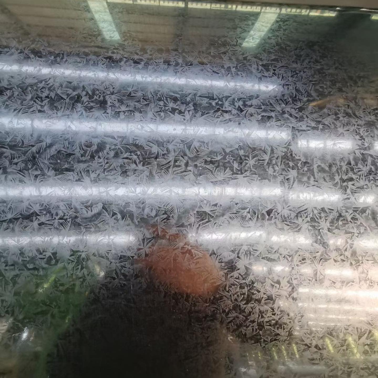 Galvanized Steel Coil