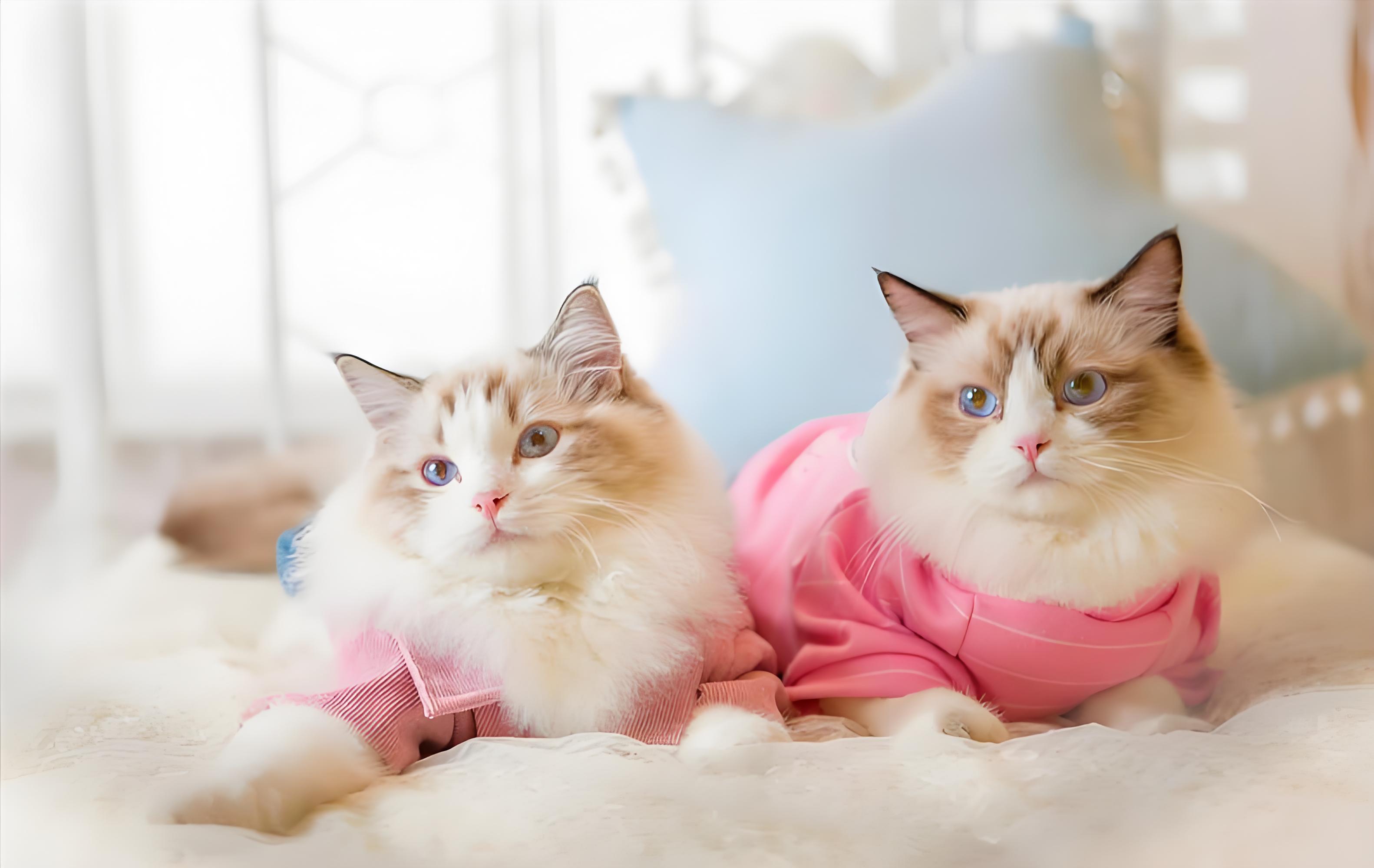 China's Pet Product Export Industry: Overcoming Challenges and Future Prospects