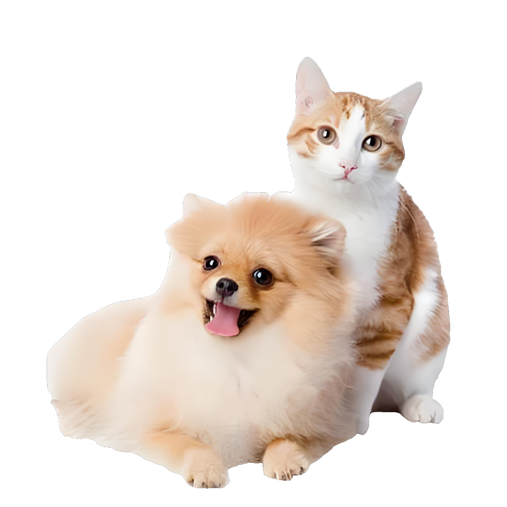 Cats need a high-protein diet, while dogs need a balanced diet