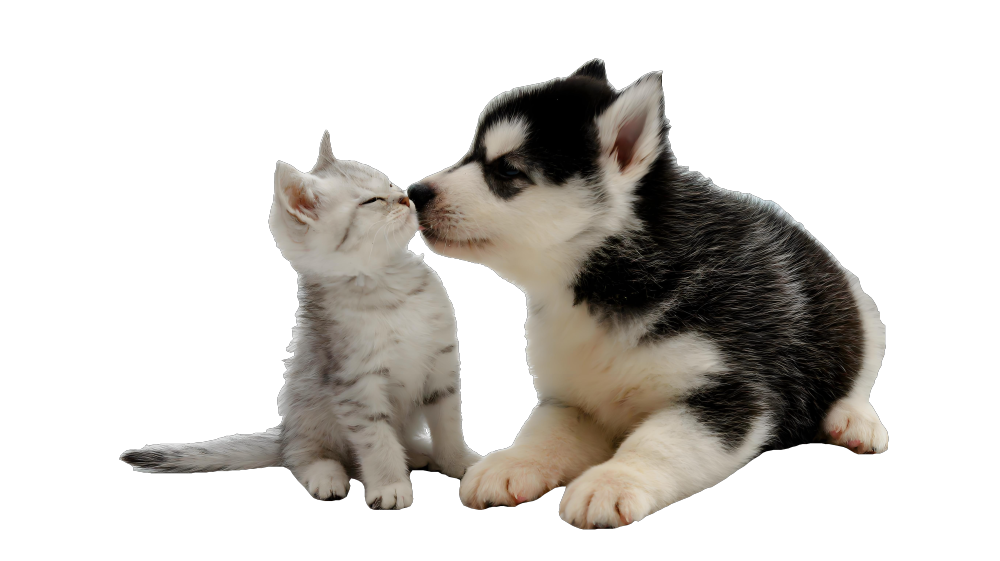 Dogs need social interaction, while cats rely more on environmental enrichment