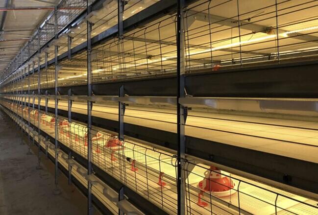 Broiler cage supreme equipment represents the latest innovation in poultry farming real-time monitoring improves efficiency and productivity