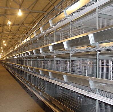 Layer cages help protect the chickens provide easy management and optimize egg production these cages are crafted with durable materials