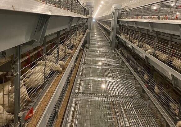 What are broiler battery cage systems for poultry farms in semi urban areas while maintaining bird welfare standards