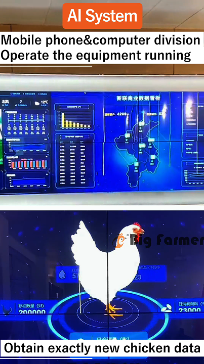 Layer Chicken Cage Design (4)