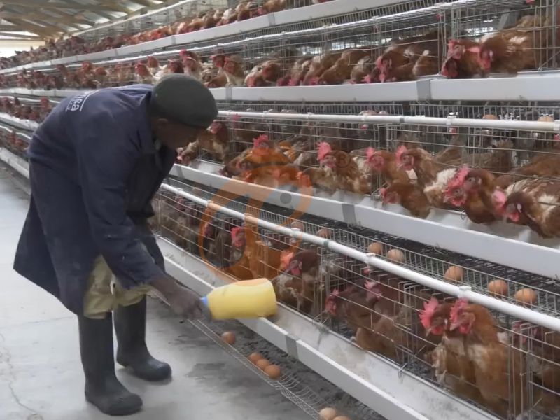 Chicken Cage Design (5)