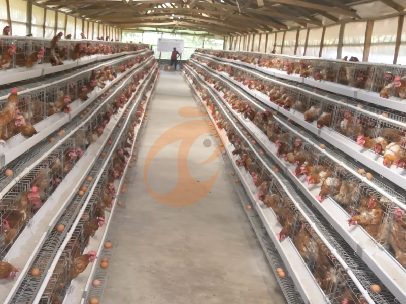 Chicken Cage Design (7)