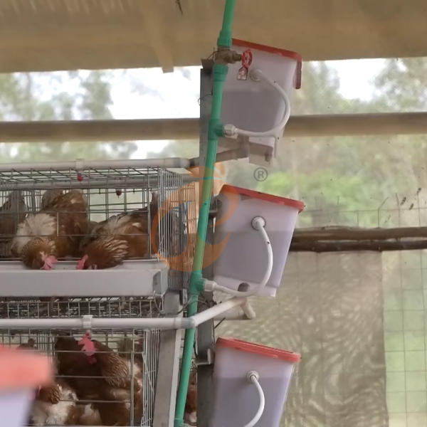 Chicken Cage Design (1)