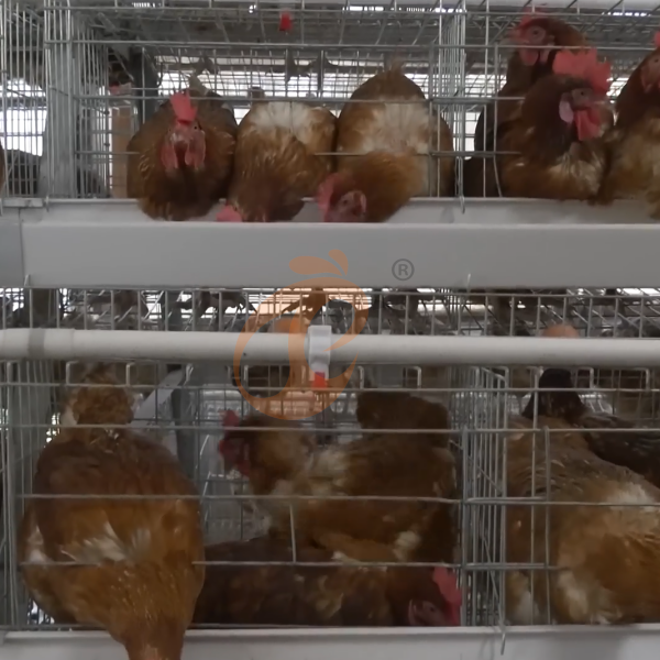 Chicken Cage Design (4)