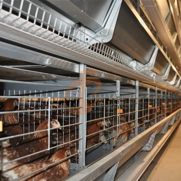 Layer Chicken Cage Design (2)