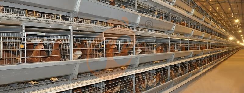 Layer Chicken Cage Design (3)