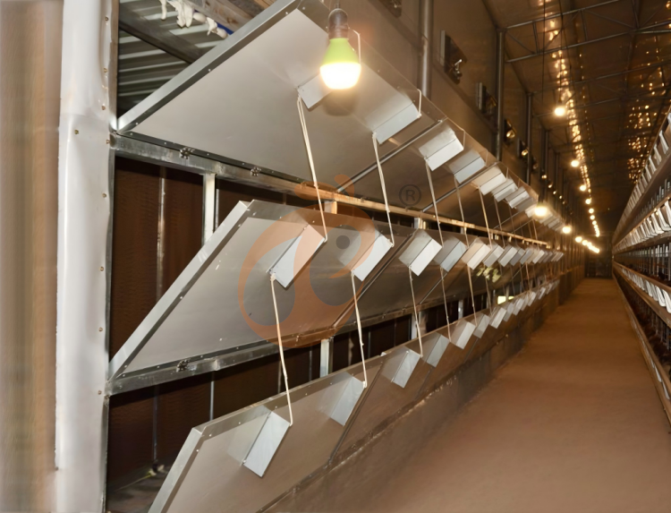 day old chicken cage design (8)