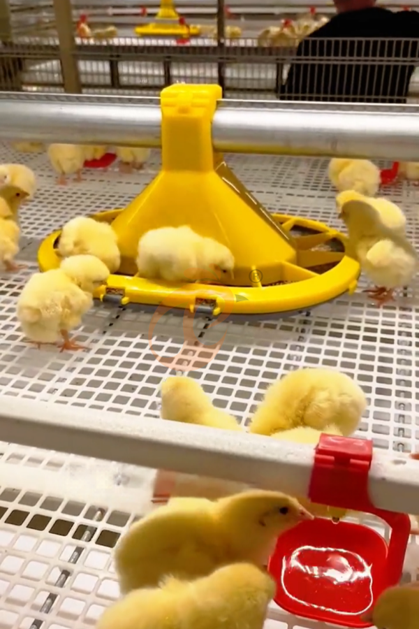 broiler chicken cage design (3) broiler chicken cage design (3)