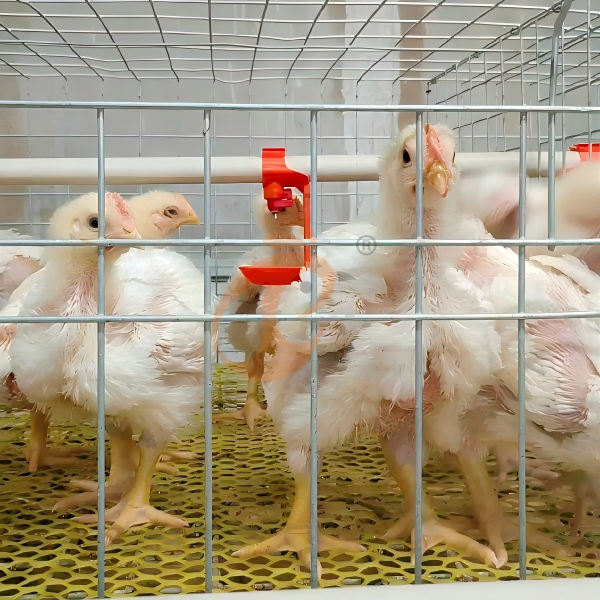 Broiler chicken cage (4)