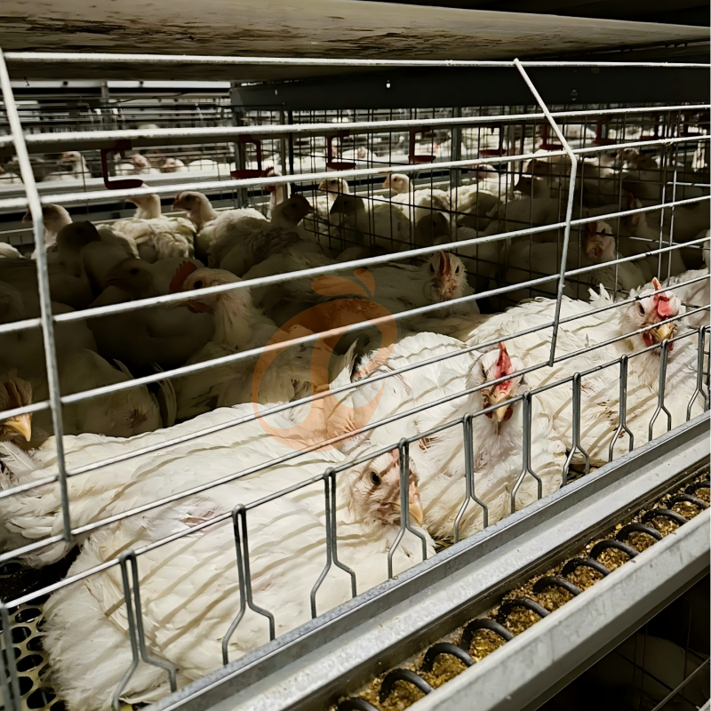 broiler chicken cage (2)