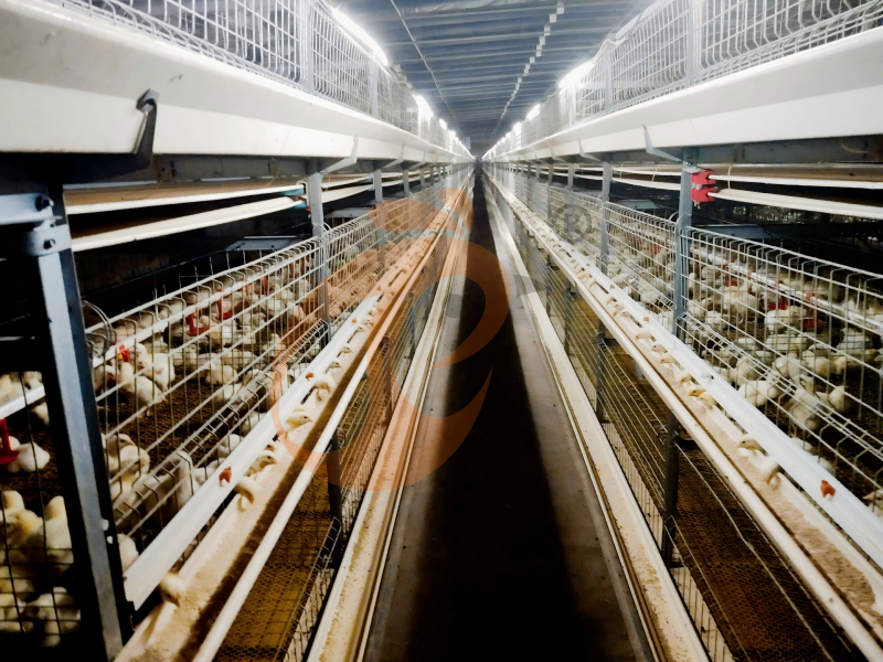 Types of Day Old Chicken Cage Design - The Ultimate Guide To Modern Chicken Cage Design