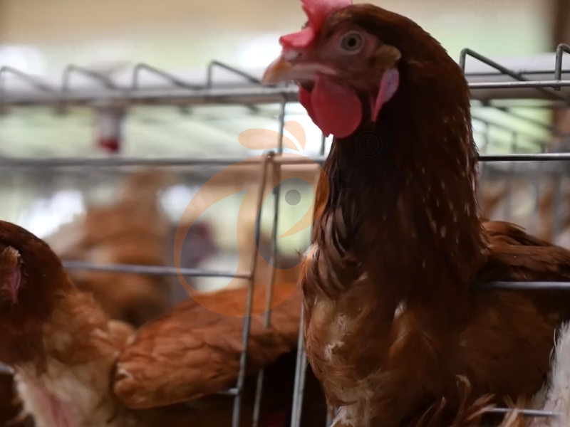 Semi Automatic A Type Layer Chicken Cage Design - The Ideal Choice For Efficient Layer Farming