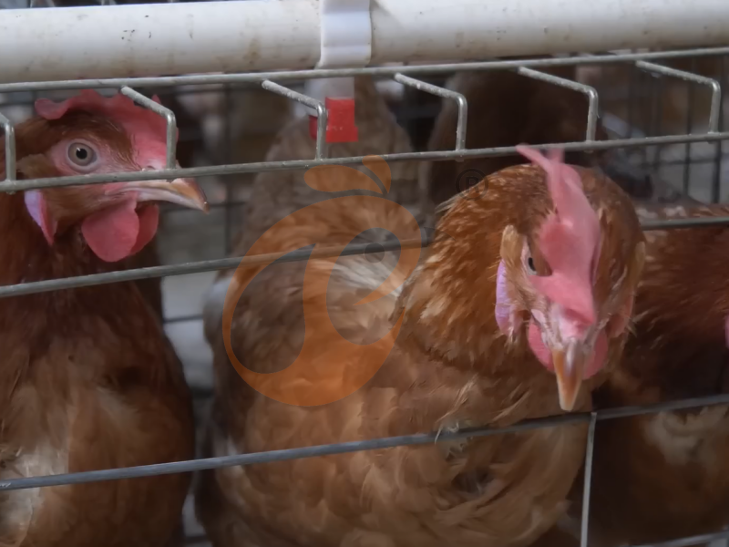 Semi Automatic A Type Layer Chicken Cage Design - The Ideal Choice For Efficient Layer Farming